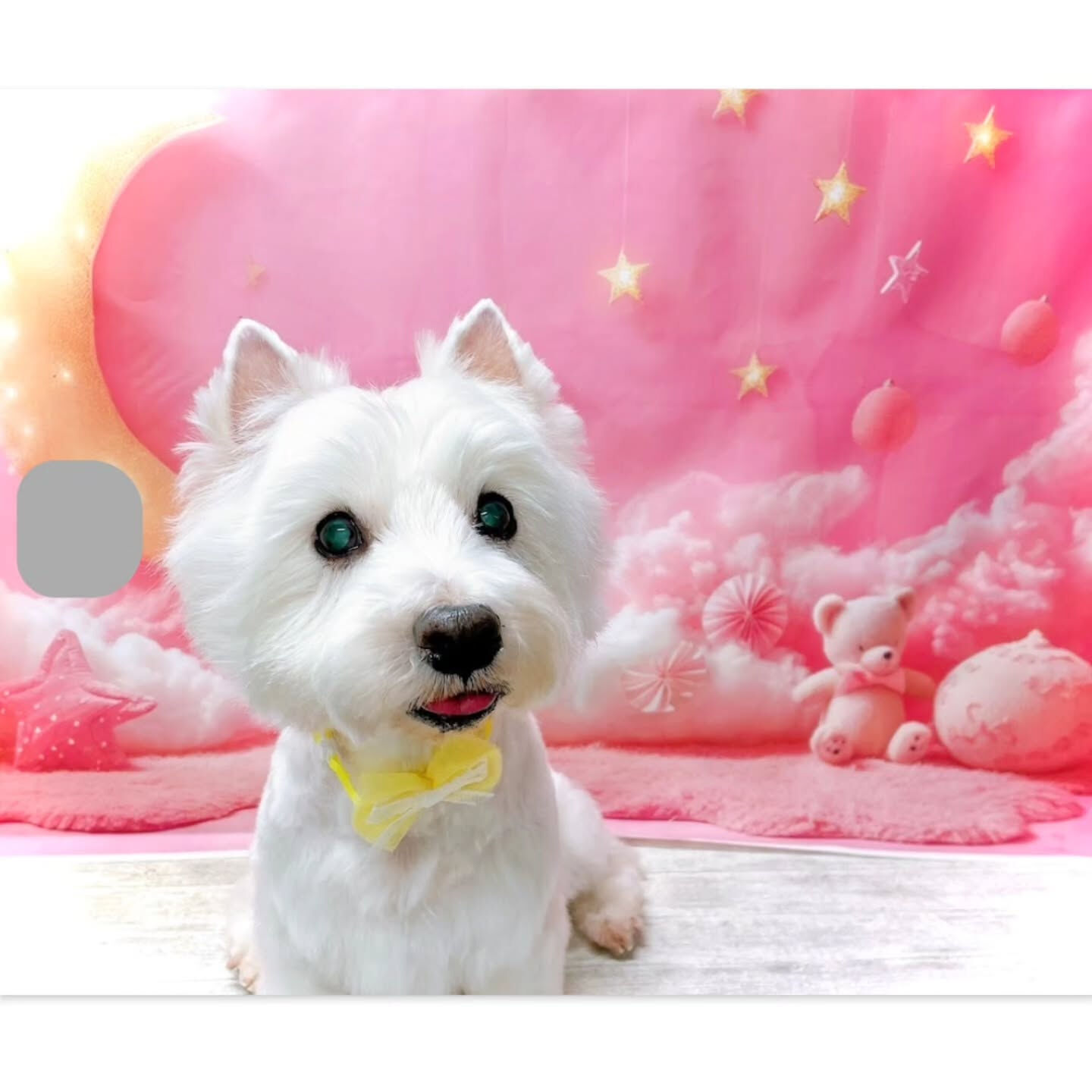 わんちゃん🐶も食べれます😋⁡